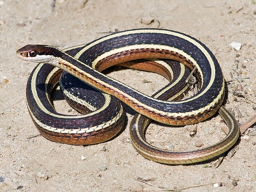 Black Snakes with White Stripes 1
