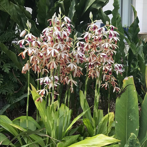 Nun’s Orchid