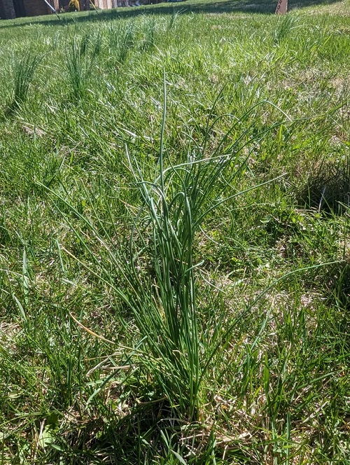 Onion Grass
