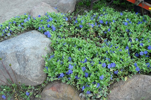 Ground Cover with Blue Flowers 3