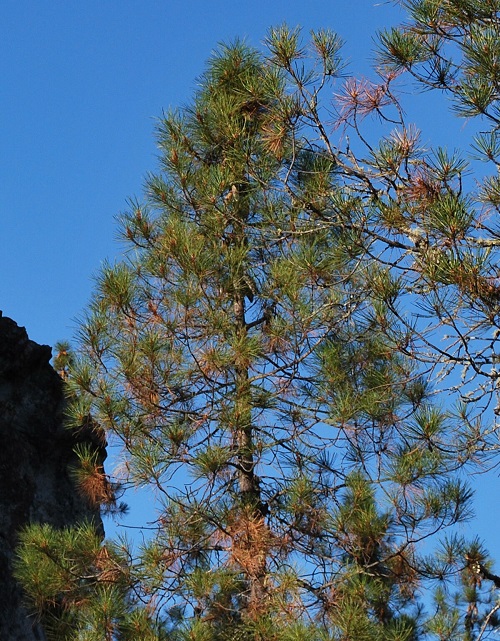 Knobcone Pine