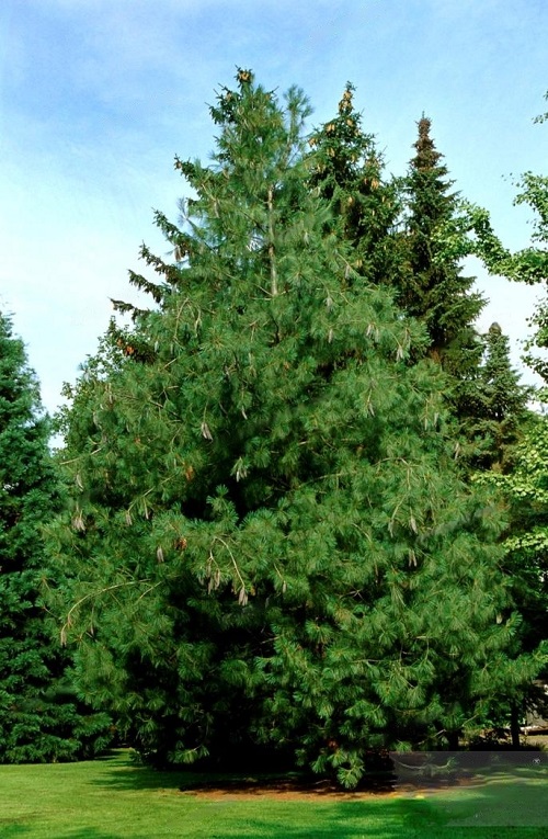 Himalayan Pine