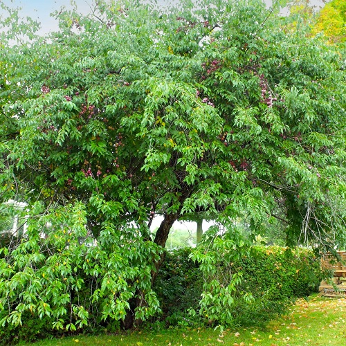 Osage Plum Tree