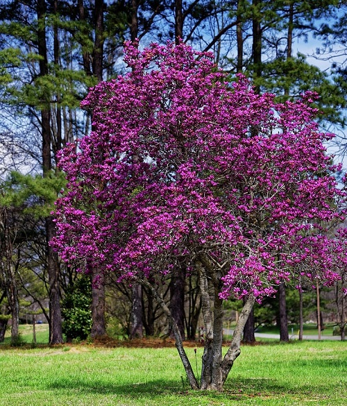 Purple Lily Magnolia