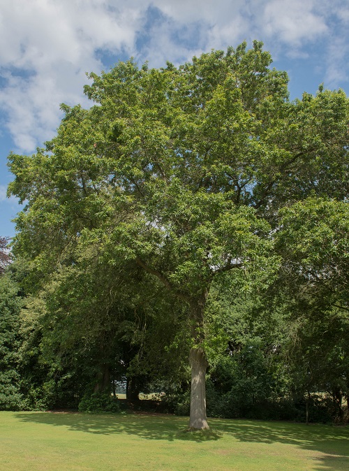 Quercus Imbricaria