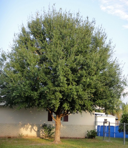 Quercus Laurifolia