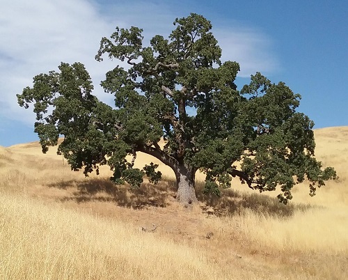 Quercus Lobata