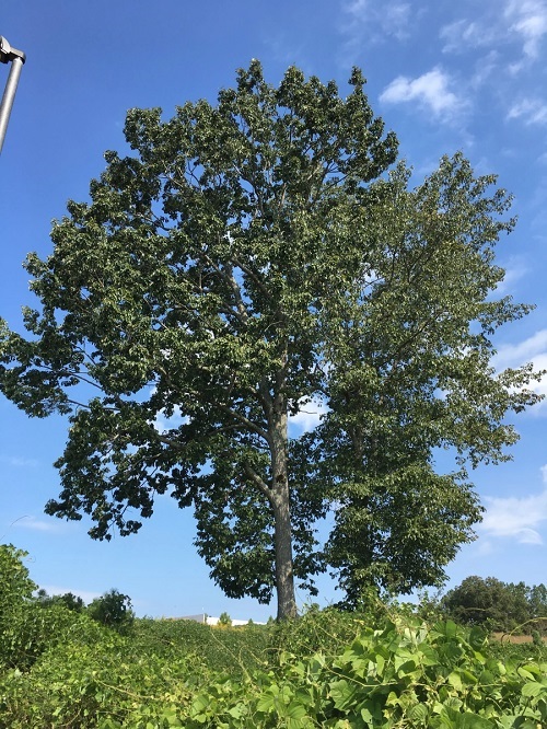 Quercus Montana