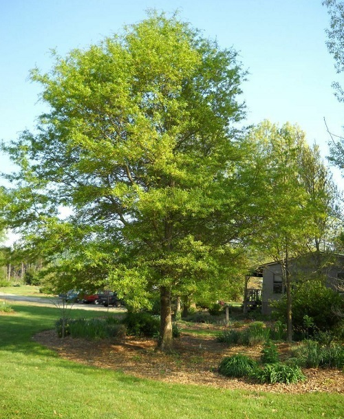 Laurel Oak