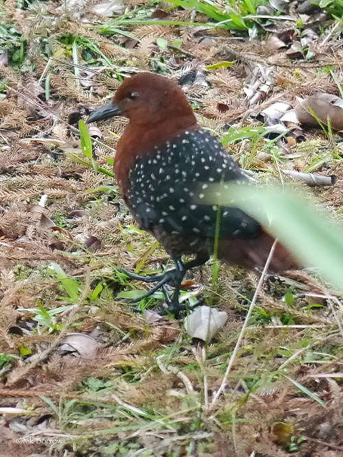 Forbes's Forest Rail