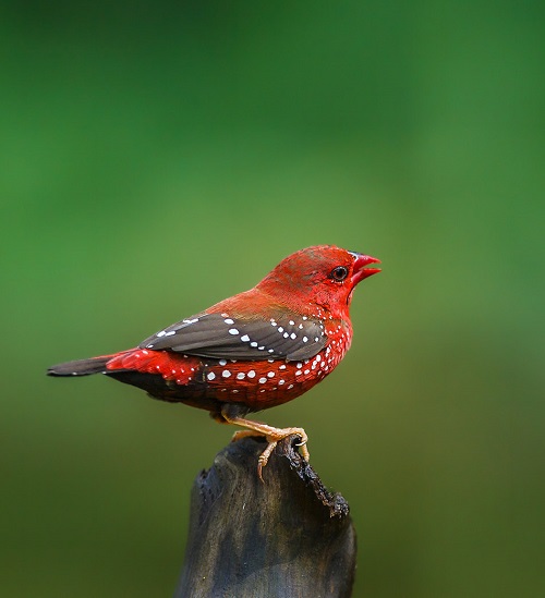 Birds with Red Heads 12