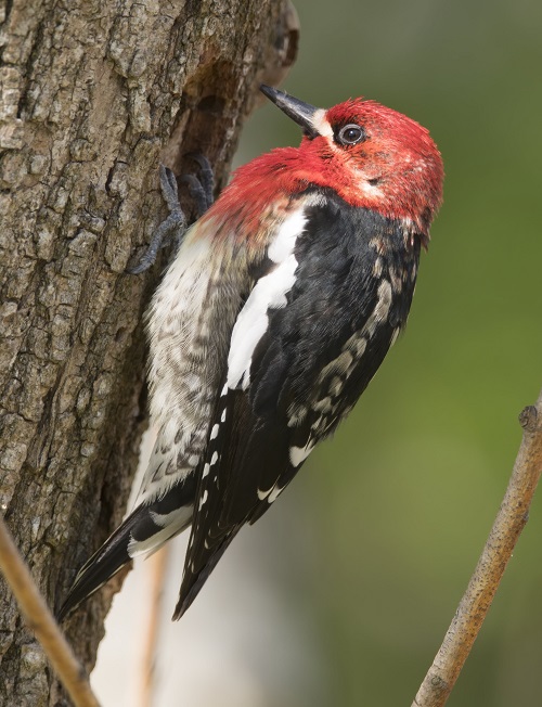 Red-Breasted Sapsucker (Sphyrapicus ruber)