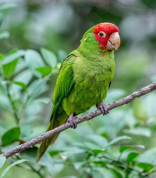 Red Masked Parakeet (Psittacara erythrogenys)