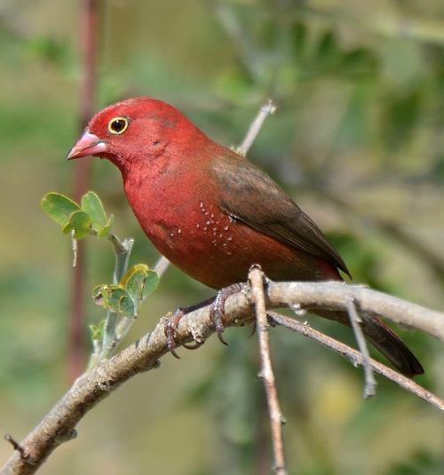 Birds with Red Heads 8
