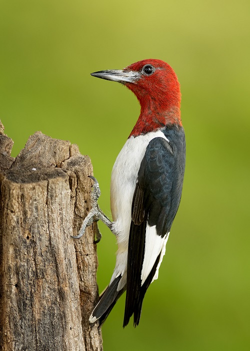 Birds with Red Heads 1