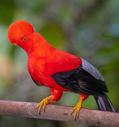 Birds with Red Heads 19