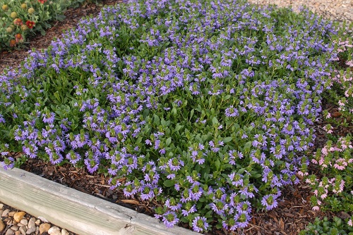 Ground Cover with Blue Flowers 8