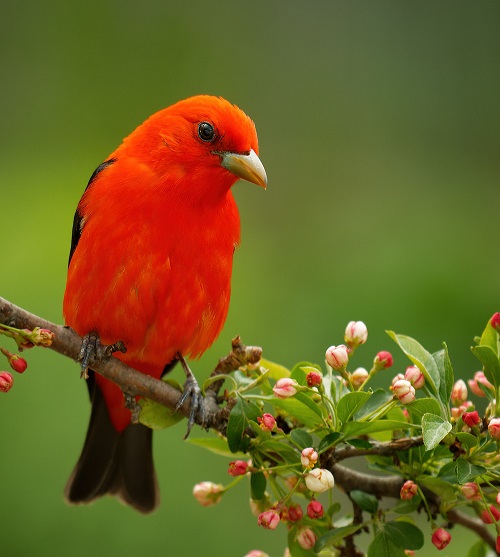 Birds with Red Heads 13