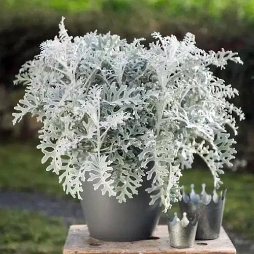 Quick Silver Dusty Miller