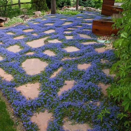 Ground Cover with Blue Flowers 11