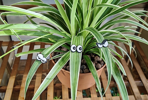 Plants with Googly Eyes Ideas 8