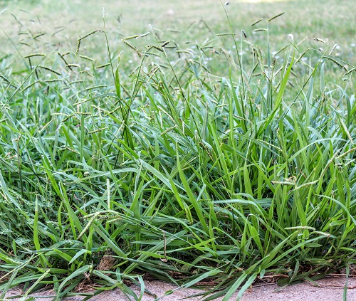 What Does Crabgrass Look Like? 3