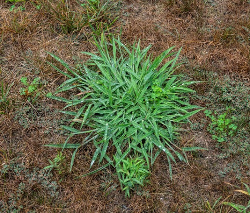 What Does Crabgrass Look Like? 2