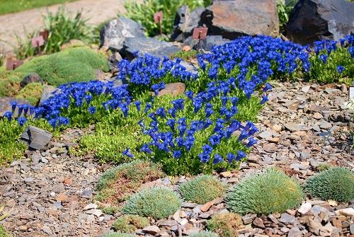 Ground Cover with Blue Flowers 9
