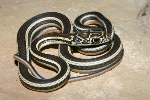 Black Snakes with White Stripes 6