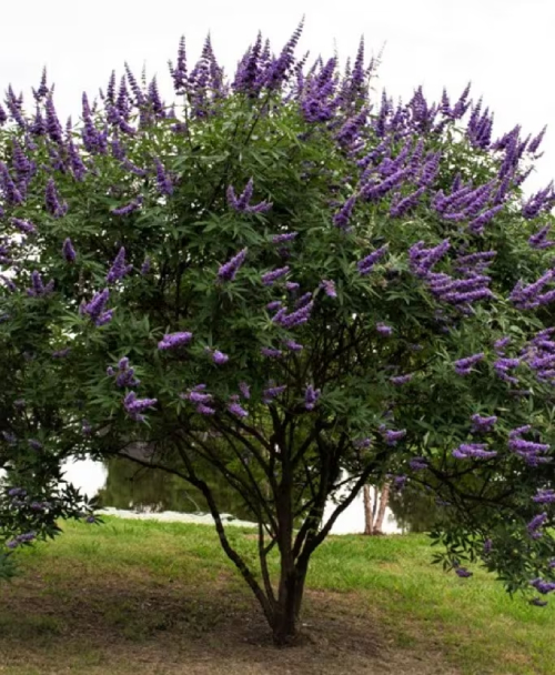 Trees with Purple Flowers 3