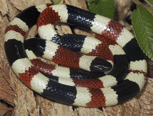 Black Snakes with White Stripes