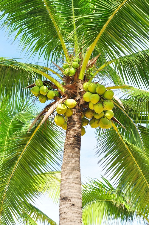 Coconut Tree vs Palm Tree