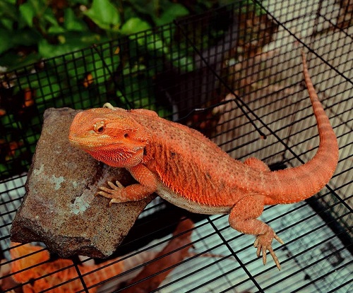 Can Bearded Dragons Eat Kale? 3