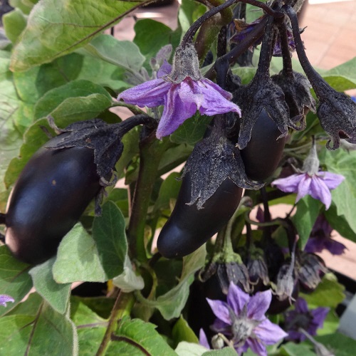 Vegetables with Purple Flowers 1