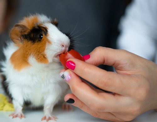 Can Guinea Pigs Eat Tomatoes? 3
