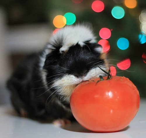 Can Guinea Pigs Eat Tomatoes? 4