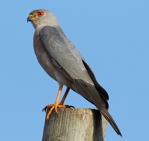 Nicobar Sparrowhawk