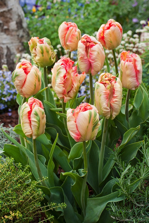 Pink Tulips 11