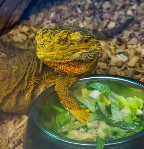 Can Bearded Dragons Eat Cucumbers? 4