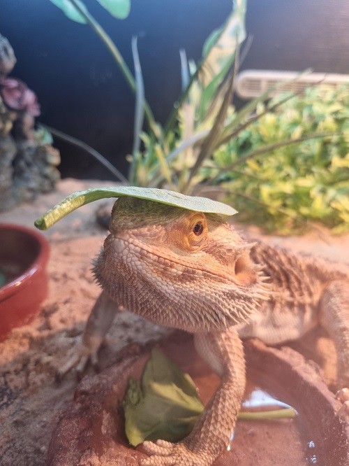 Can Bearded Dragons Eat Spinach? 2