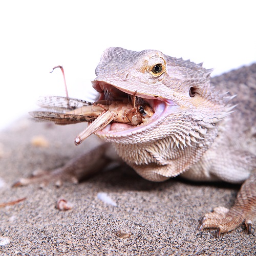 Can Bearded Dragons Eat Spinach? 3