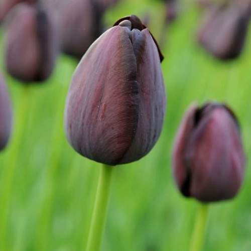 Black Diamond Tulip