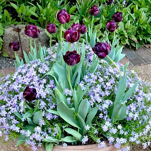 Black Tulips Varieties 1