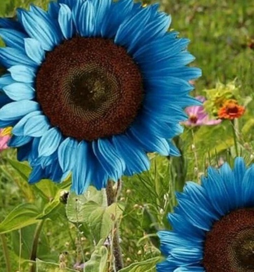 Blue Sunflowers 2