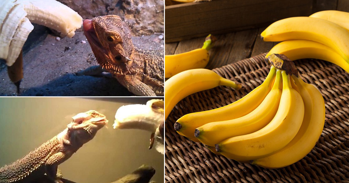 Can Bearded Dragons Eat Bananas? Hello Lidy