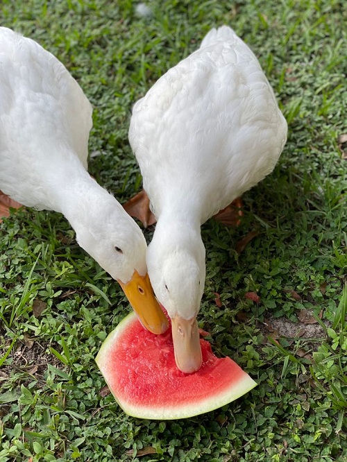 Ducks Eat Watermelon 3