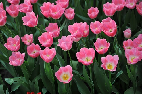 Pink Tulips 9