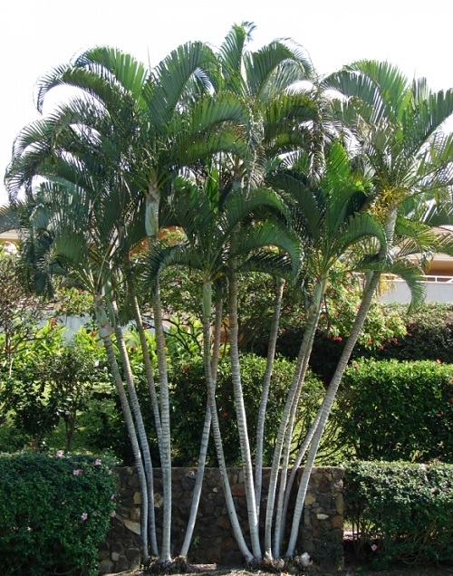 Coconut Tree vs Palm Tree 3