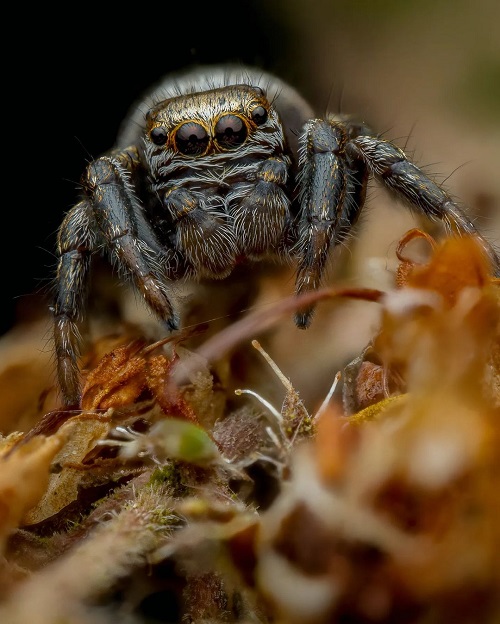 How Long Do Jumping Spiders Live 2