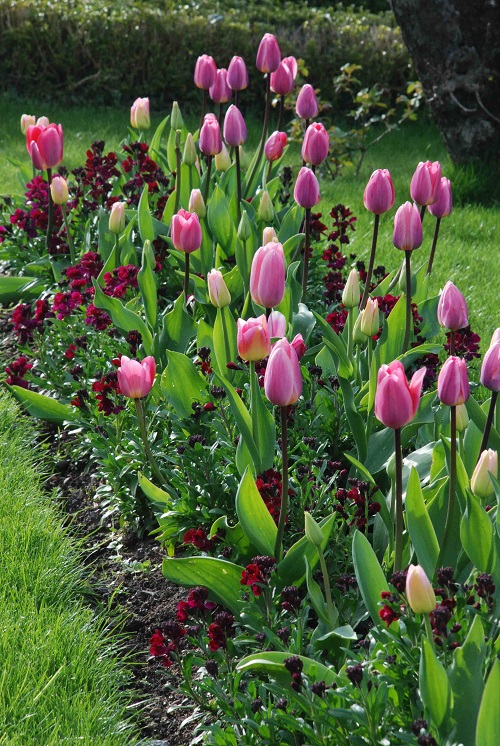 Pink Tulips 7
